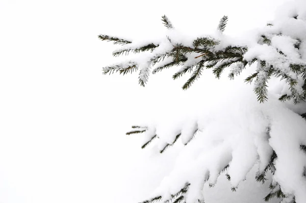 Rama nevada de abeto — Foto de Stock
