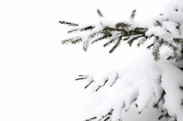 Snowy branch of firtree Royalty Free Stock Images