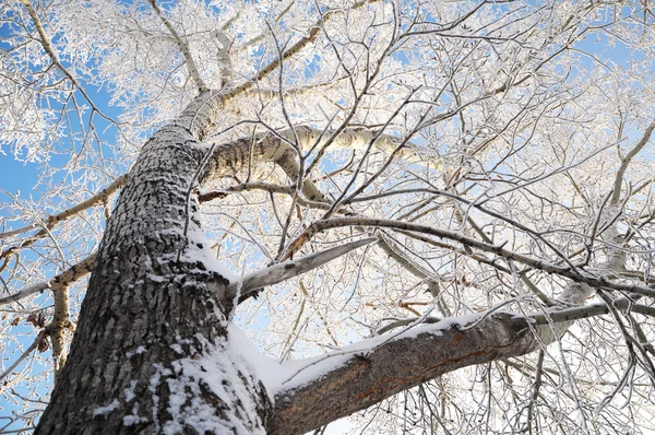 Corona de álamo en invierno —  Fotos de Stock