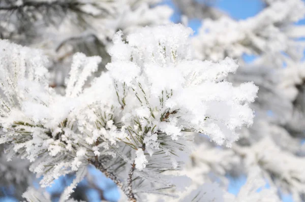 ふわふわ霧氷の firtree ツリー — ストック写真