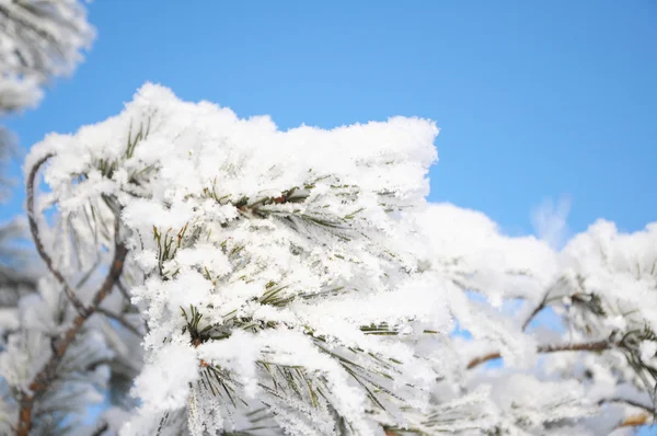 霧氷の firtree 支店 — ストック写真