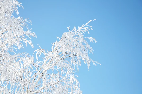 Bříza pobočka v rime — Stock fotografie