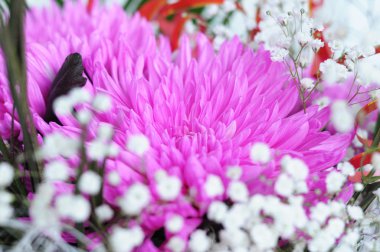 pembe krizantem çiçek açması 