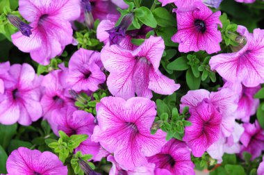 Petunya pembe çiçekler