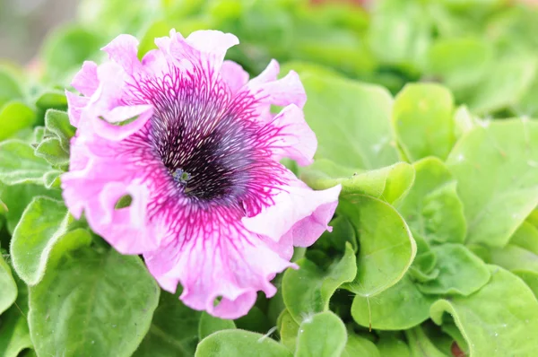 Petunia Roze gestreept bloem single — Stockfoto