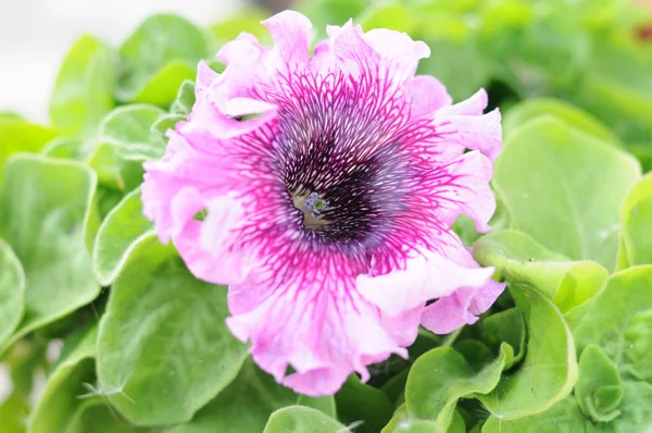 Petunia rosa randigt blomma — Stockfoto