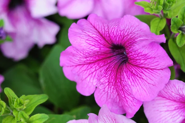 Rosa petunia — Stockfoto