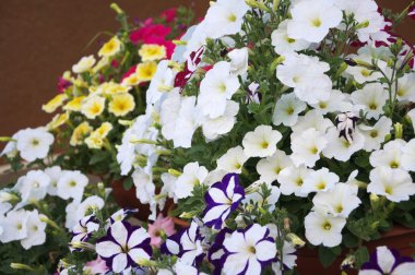 Petunya bahçe dekorasyon