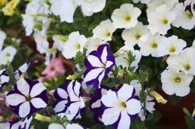 Petunya çiçek bitki