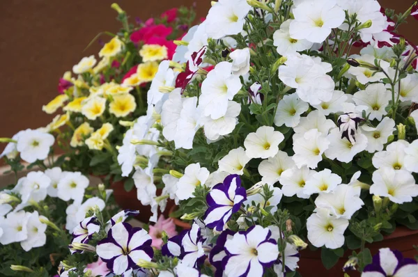 Petunya bahçe dekorasyon