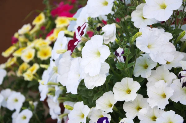 Flor de petunia blanca — Foto de Stock