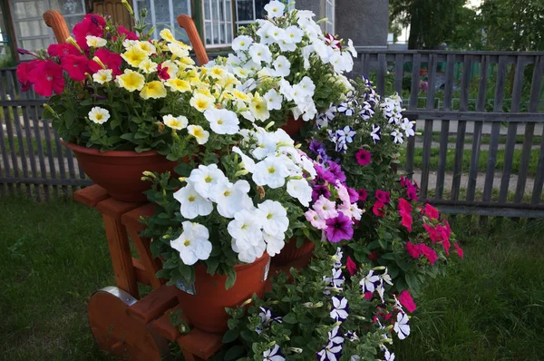 merdiven dekorasyon Çiçek Bahçesi