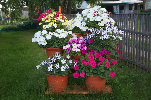 merdiven dekorasyon tasarım Petunya Çiçek Bahçesi