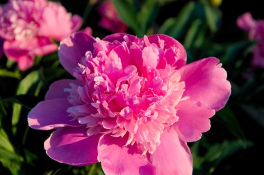 Pembe şakayık çiçeği