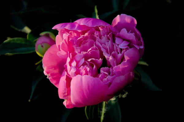 Flor de peônia rosa botão — Fotografia de Stock