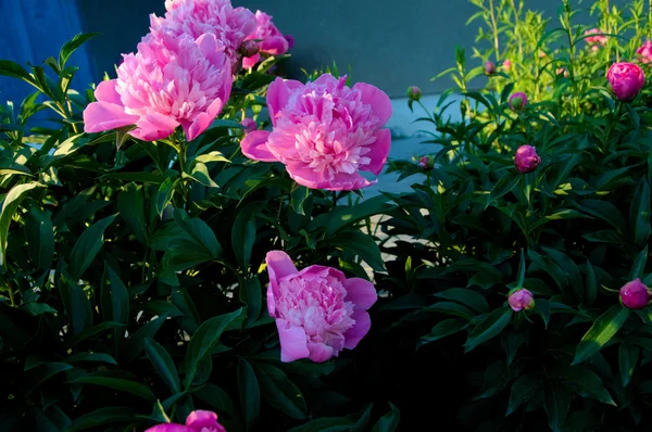 Flores de peônia rosa florescendo — Fotografia de Stock