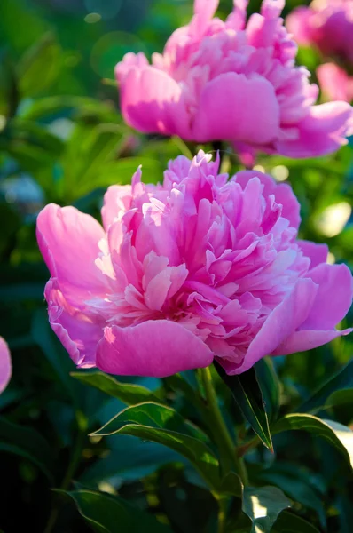 Flores de peônia rosa — Fotografia de Stock