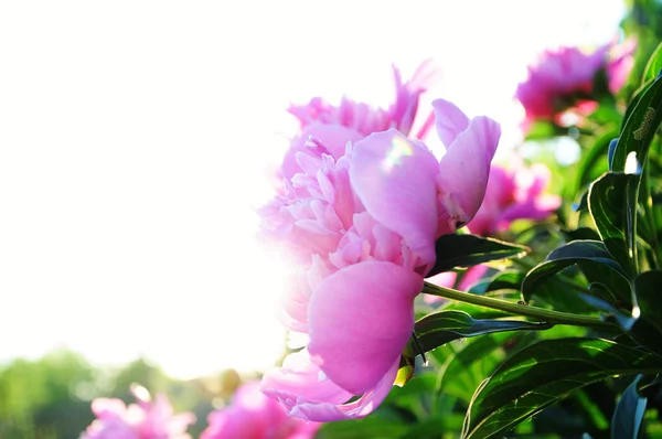 Pivoine fleur au coucher du soleil — Photo