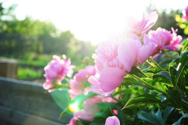 Pink peony flowers at sundown — Stock Photo, Image