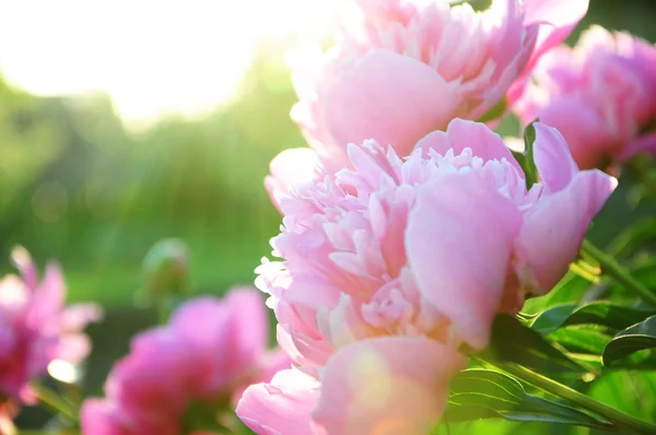Peony flower blossoming in sun rays — Stock Photo, Image