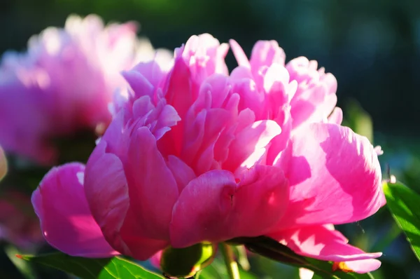 Flor de peónia — Fotografia de Stock