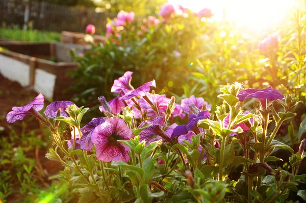 太陽光線でペチュニアの花 — ストック写真