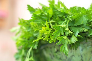 Yeşil taze maydanoz yaprakları