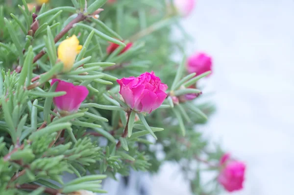 Purslane flor rosa — Fotografia de Stock