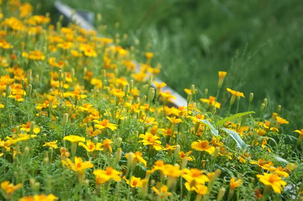 Curbing marigold — Stock Photo, Image