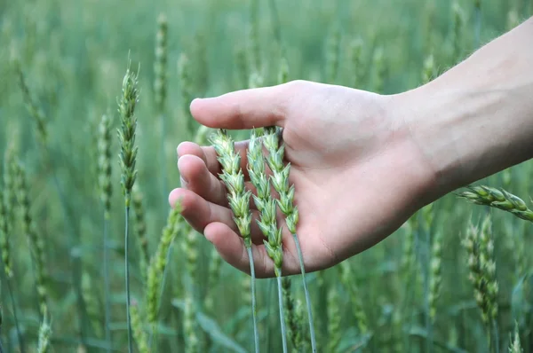 Germogli di grano nelle mani — Foto Stock