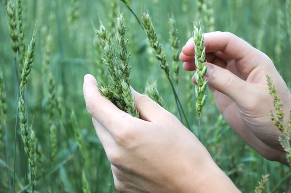 Mains touchant aux germes de blé — Photo