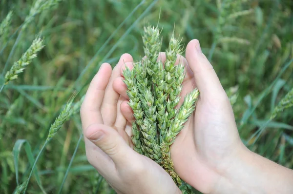 Brotes verdes de trigo ecológico en las palmas — Foto de Stock