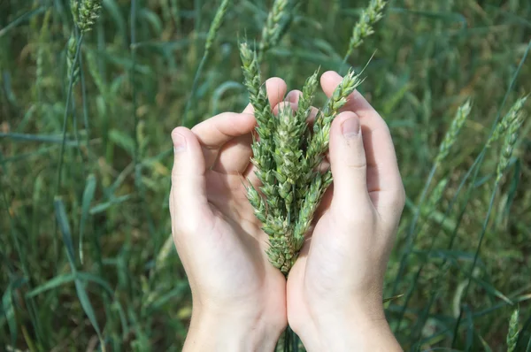 Germogli verdi di grano ecologico — Foto Stock