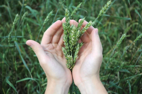 Brotes de trigo ecológico en las palmas — Foto de Stock