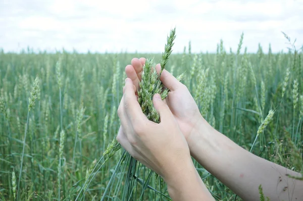 Brotes de trigo ecológico en el campo — Foto de Stock
