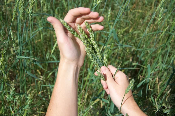 Brotes verdes de trigo ecológico — Foto de Stock