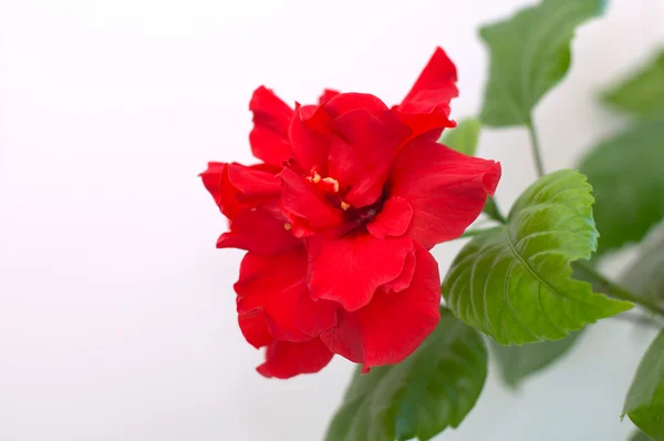 Chinese Rose bloei — Stockfoto