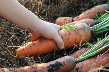 ekolojik havuç Bahçe yatağından