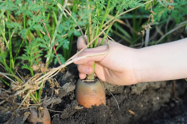 Pulling  out the carrot — Stock Photo, Image