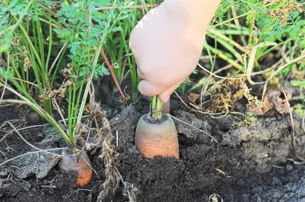 Hand zieht die Karotte aus der Erde — Stockfoto