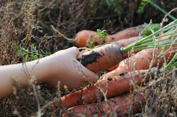 Ecological carrot — Stock Photo, Image