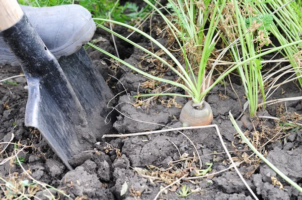 Carrot spading — Stock Photo, Image