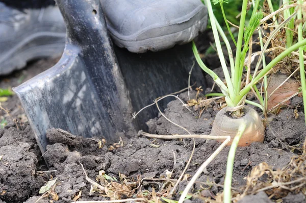 Carrot spading with shovel — Stock Photo, Image