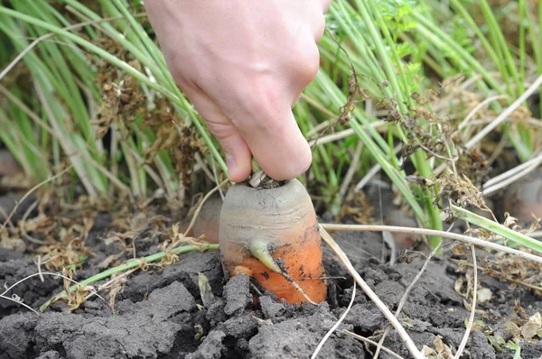 Pulling out the carrot — Stock Photo, Image