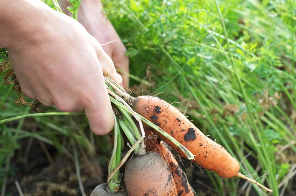 Carrot from the garden bed — Stock Photo, Image