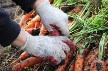 Çiftçi sıralama havuç hasat