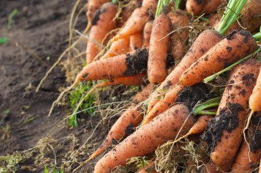 Havuç Bahçe yatağından sadece