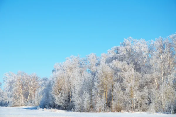 Bosque de invierno en rime — Foto de Stock