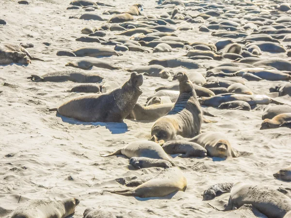 HDR Elephant seals colony — Stock Photo, Image
