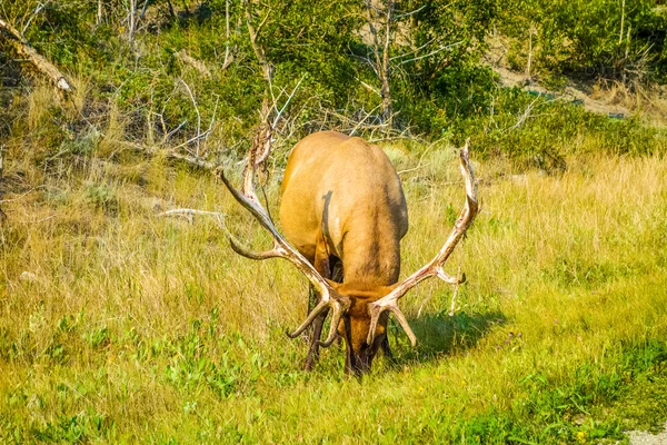 HDR kanadensiska rådjur — Stockfoto